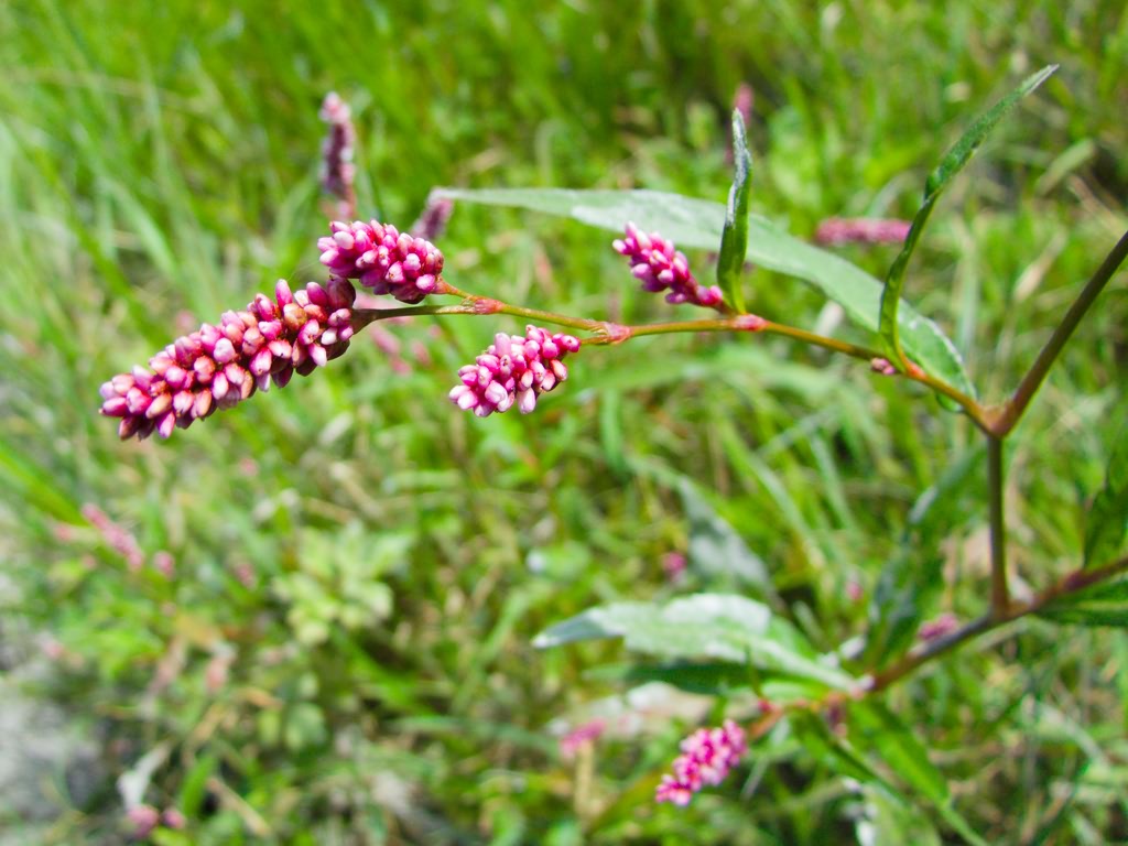 Persicaria maculosa S.F. Gray